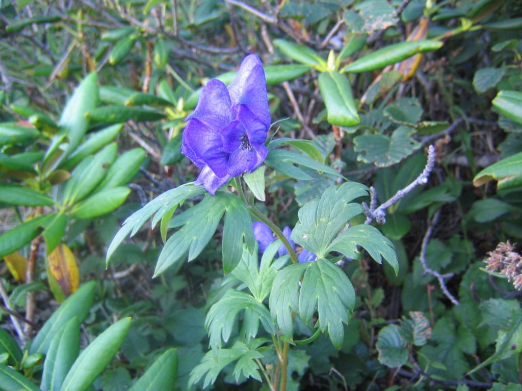 「オオサワトリカブト」鮮やかな紫色が綺麗です。花期8月～9月